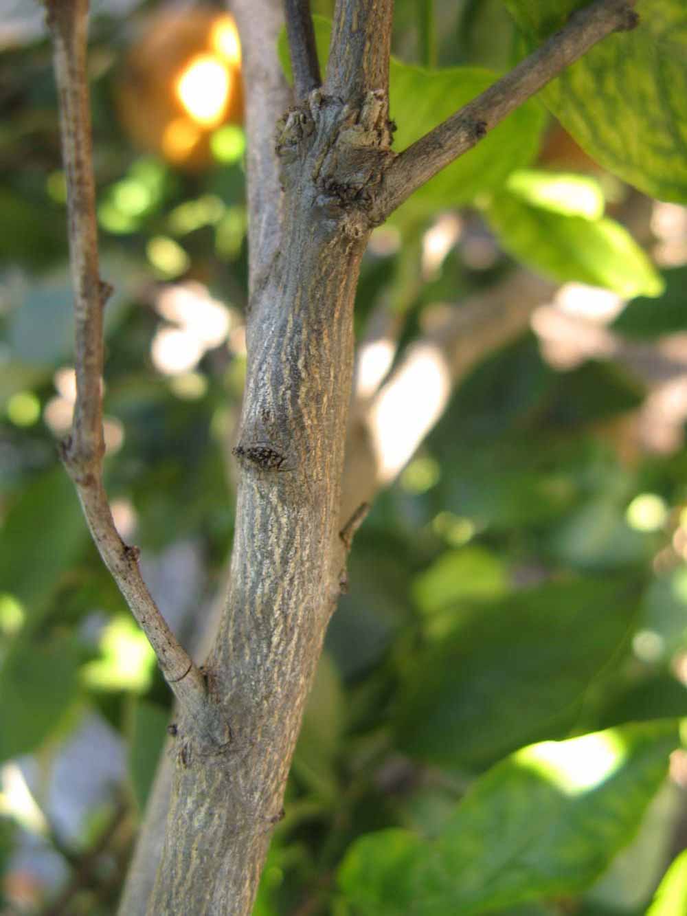              Second - third year twig (Winter Haven, FL)       